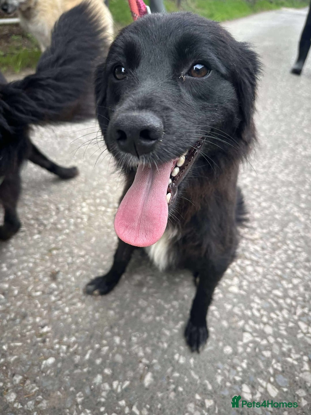 Mixed Breed dogs for adoption: Meet Bailey, currently residing in Cheshire  - Image 2