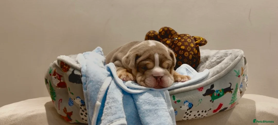 English Bulldog dogs for sale: Stunning posherbulls Turkish pups (last pup left) - Advert 3