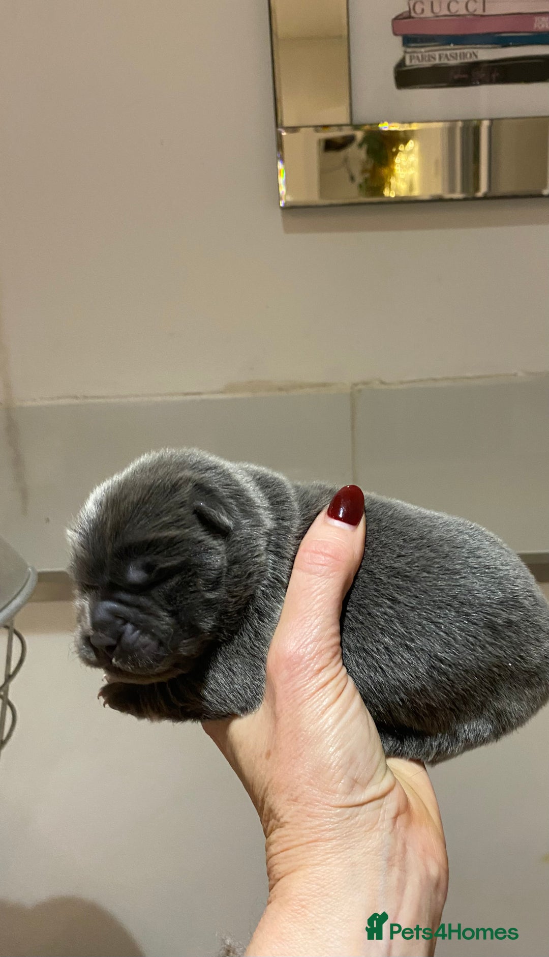 Chow Chow dogs for sale: Stunning kc chow chow  - Advert 4