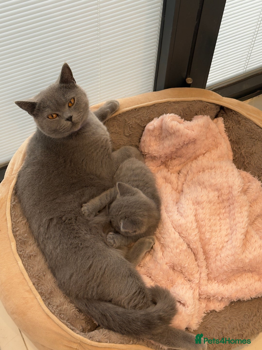 British Shorthair cats for sale: British Blue Shorthair  - Image 11