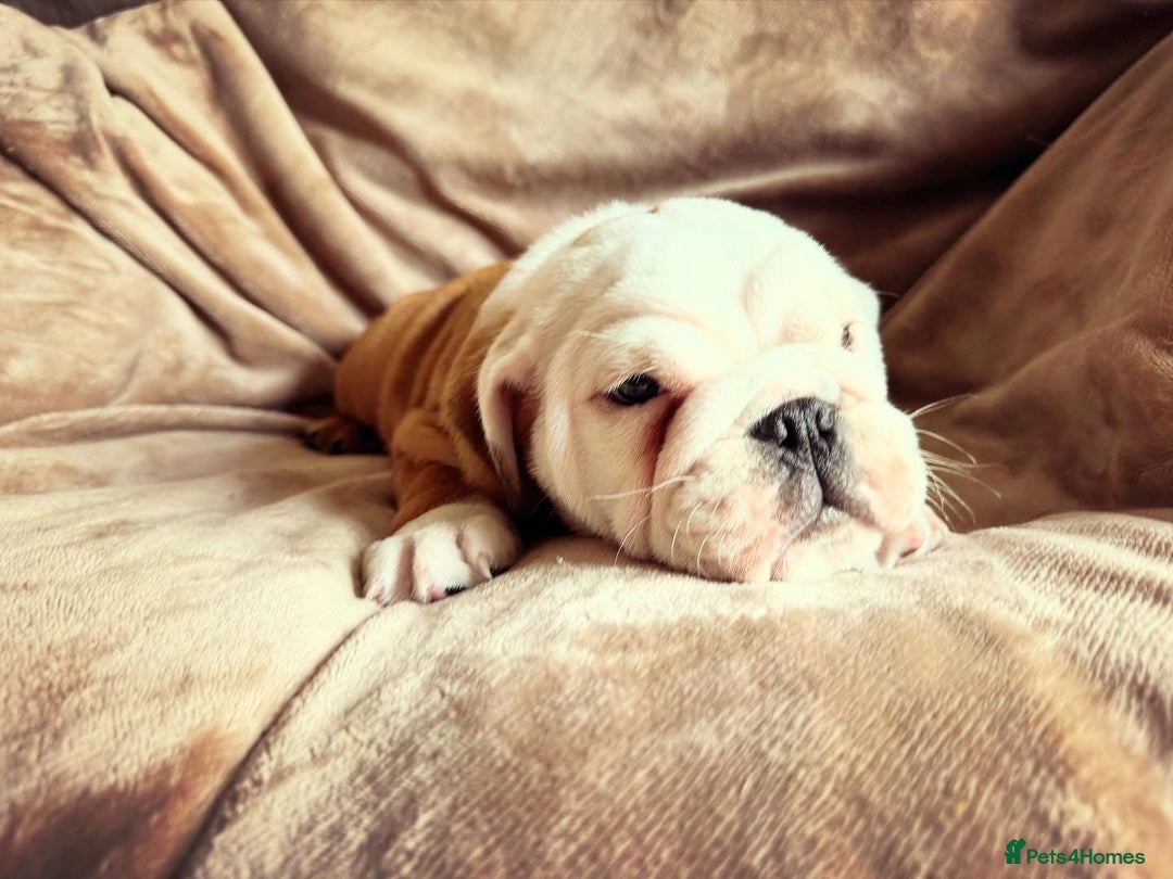 English Bulldog dogs for sale: Quality Ruakuri British standard bulldog - Image 8