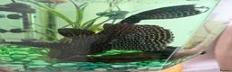 Plecos fish for sale: Britlenose Pleco - Free in London - Advert 1