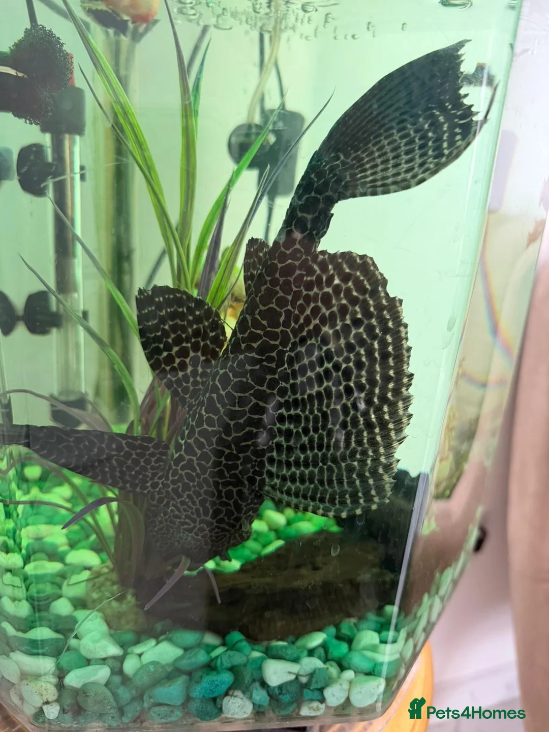 Plecos fish for sale: Britlenose Pleco - Free in London - Advert 1