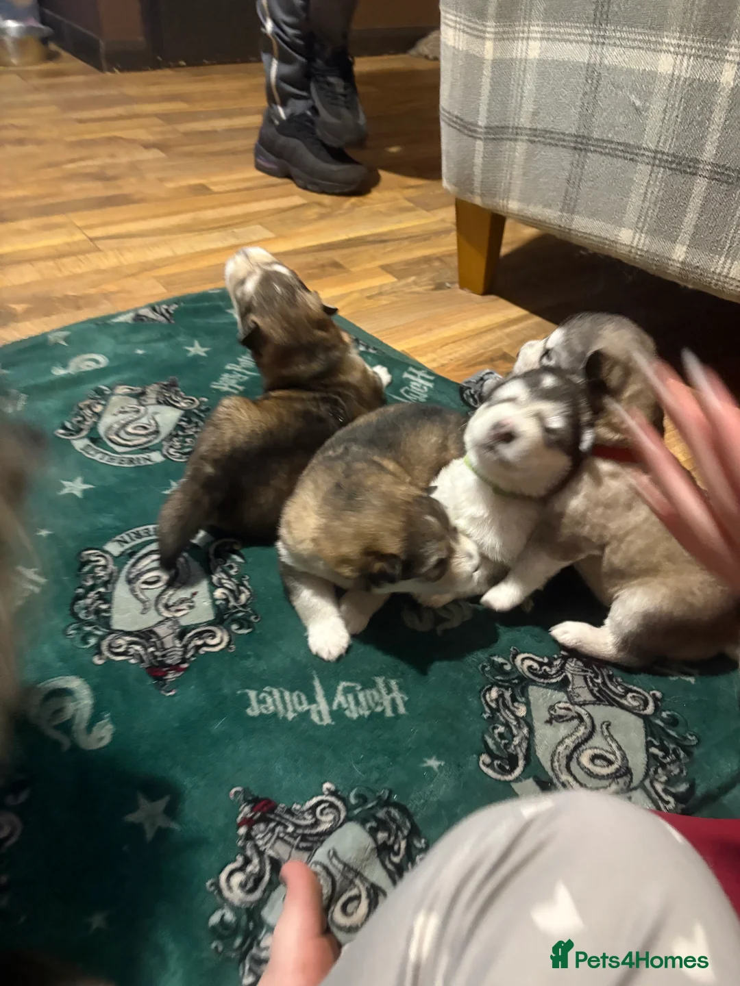 Alaskan Malamute dogs for sale: 2 boys and 1 girl  - Advert 6