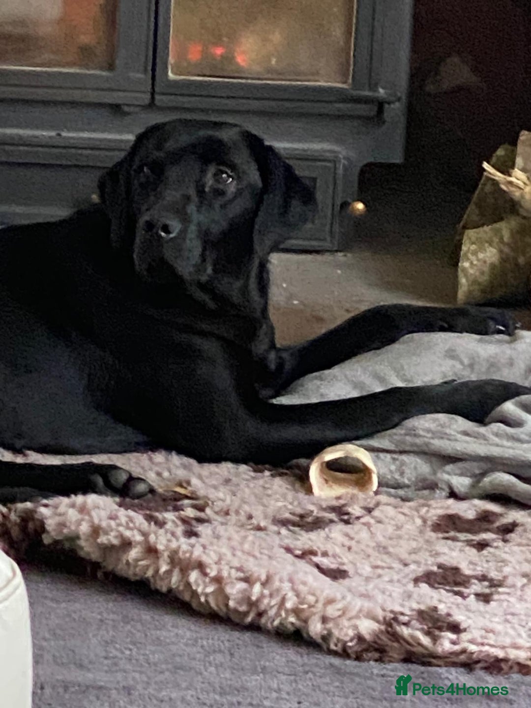 Labrador Retriever dogs for sale: Black and yellow Labrador puppies  - Advert 4