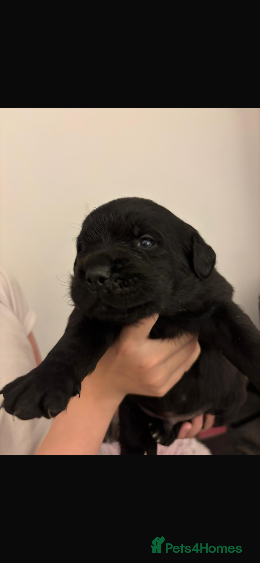 Mixed Breed dogs for sale: Rottie x golden retriever  - Advert 3