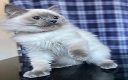 Ragdoll cats for sale: FIFe Registered Ragdoll Kittens Champion Line  - Image 29