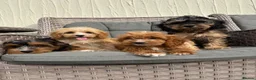 Cockapoo dogs for sale: F1 pra clear Cockapoos(council licensed) - Advert 12