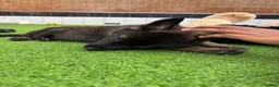 Mixed Breed dogs for sale: Nayas - Advert 17
