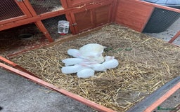 New Zealand rabbits for sale: New zealand white Baby rabbits 5weeksold  for sale - Image 7
