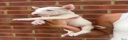 English Bull Terrier dogs for sale: ENGLISH BULL TERRIER PUPPYS - Advert 22