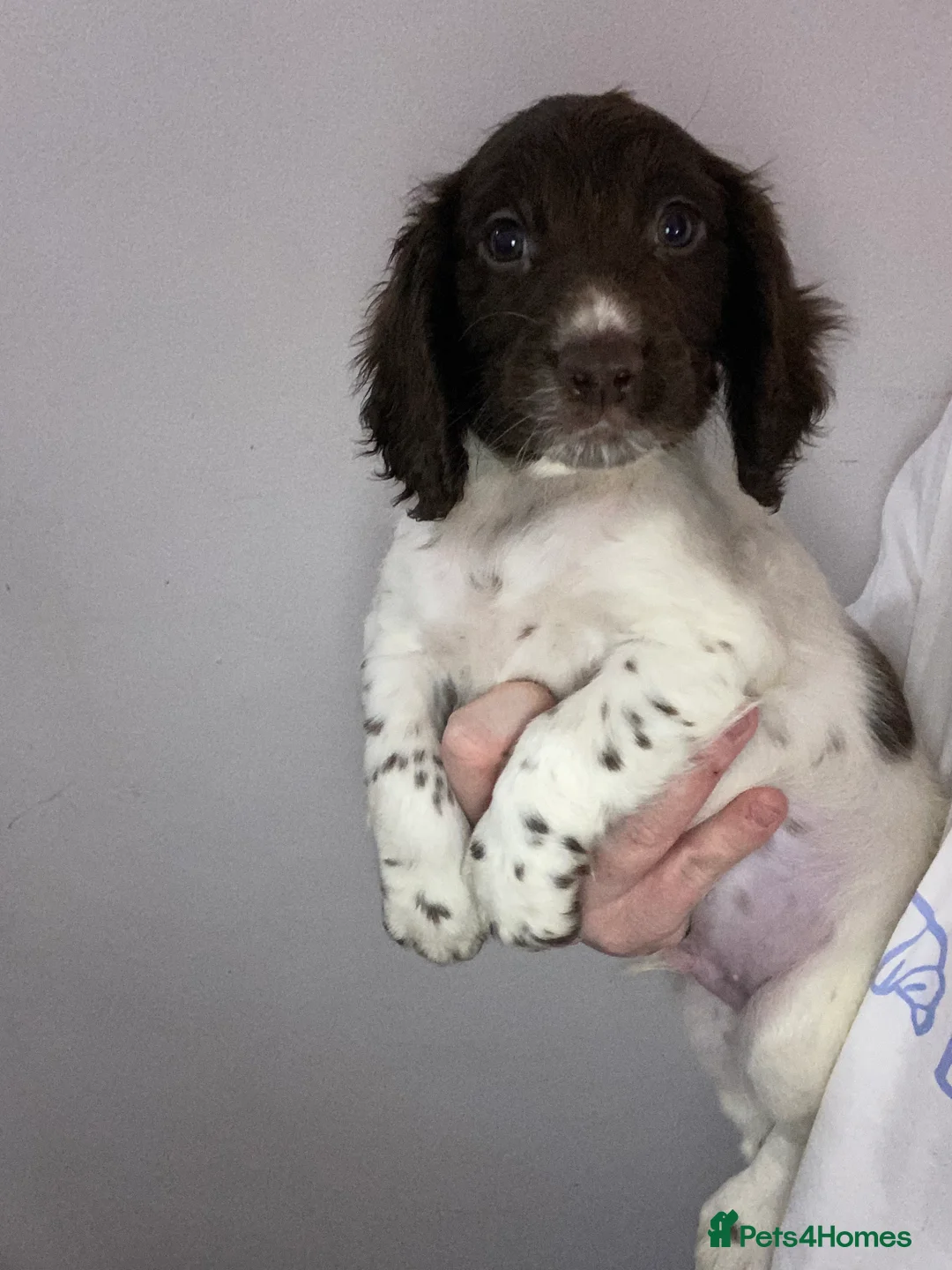 Sprocker dogs for sale: Beautiful Sprocker Puppies Ready 30th December - Advert 31