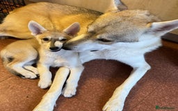 Saarloos Wolfdog dogs for sale: Wolfdog puppies. 1 boy, 3 girls available  in Wigan - Image 35