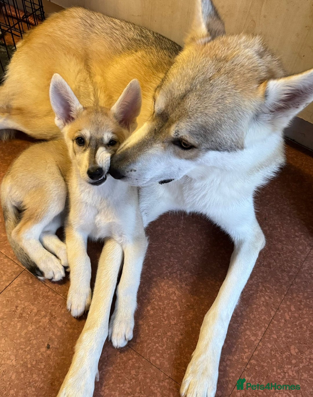 Saarloos Wolfdog dogs for sale: Wolfdog puppies. 1 boy, 3 girls available  in Wigan - Image 35