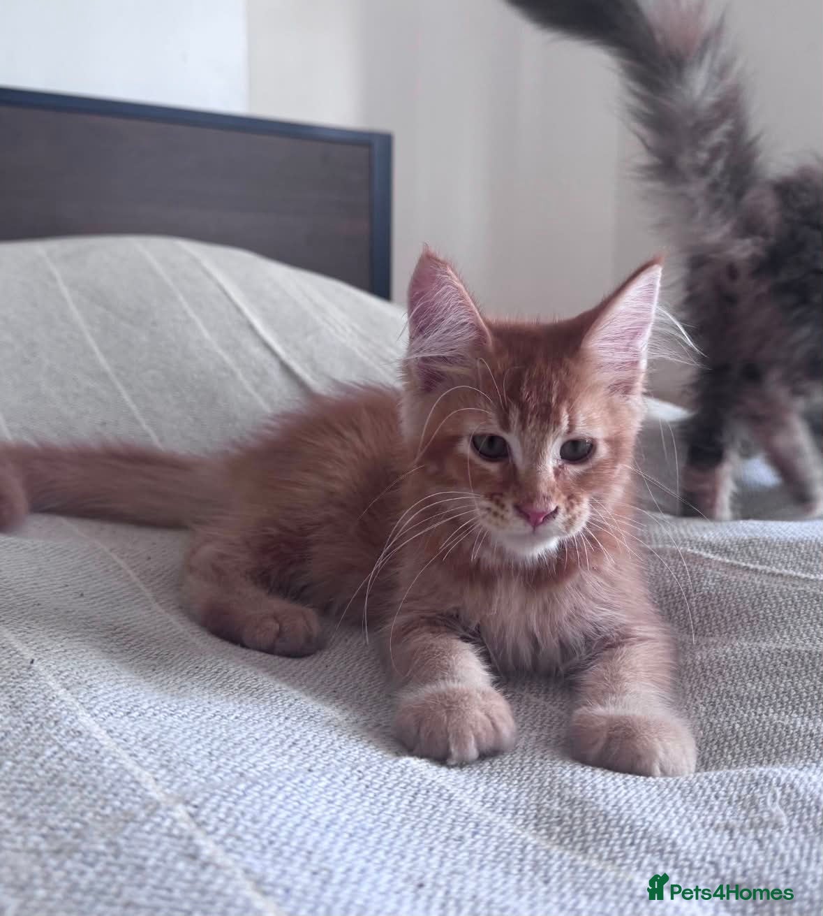 Maine Coon cats Purebred Maine Coon Kittens, TICA registered - Advert 2