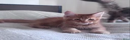 Maine Coon cats for sale: Purebred Maine Coon Kittens, TICA registered - Advert 11