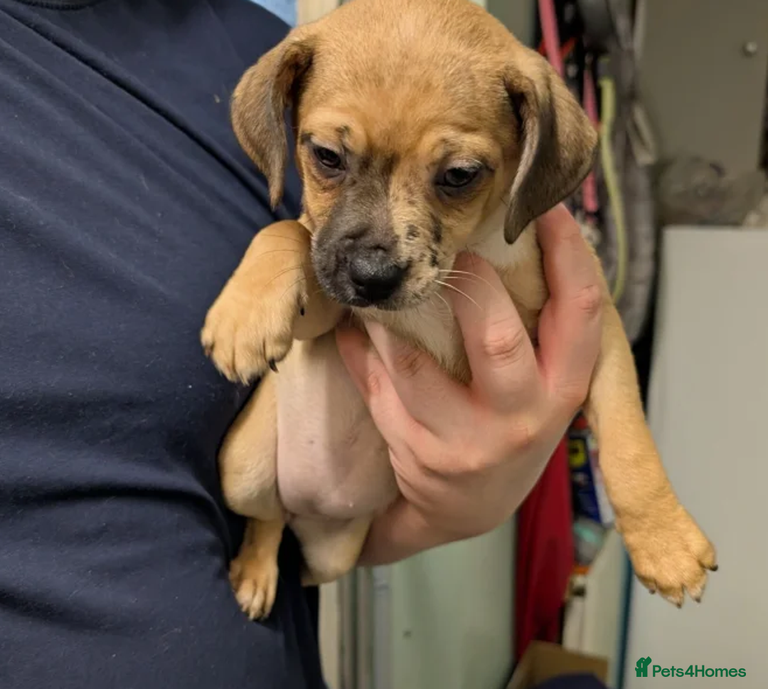 Jug dogs for sale: Irresistible Jug Puppies – Small Size, Big Hearts - Advert 3