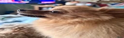 Pomeranian dogs for sale: Pomeranian  - Advert 3