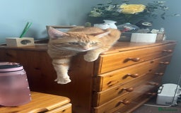 Mixed Breed cats for sale: Rehoming message for lower price - Image 7