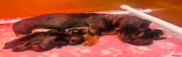 Dachshund dogs for sale: Kc registered Standard wire haired dachshund pups  - Advert 2