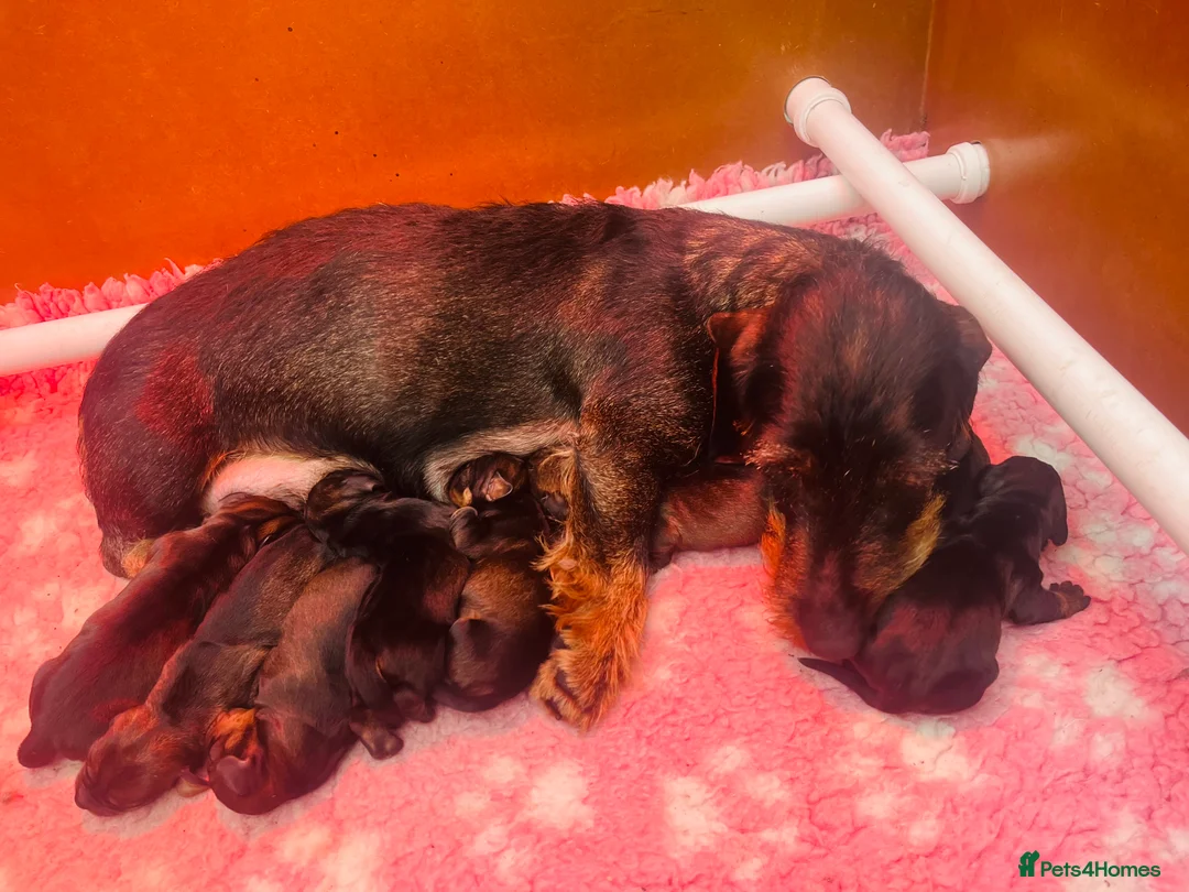 Dachshund dogs for sale: Kc registered Standard wire haired dachshund pups  - Advert 2