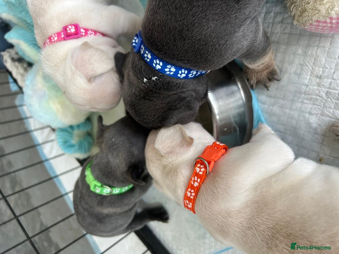 French Bulldog dogs for sale:  French bulldogs looking for their forever home in Lincoln - Image 10
