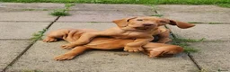 Hungarian Vizsla dogs for sale: READY TO LEAVE ,. 4 Beautiful girls left. - Advert 3