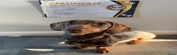 Miniature Dachshund dogs for sale: Frankie in Search of His Forever Home  in Alfreton - Advert 5
