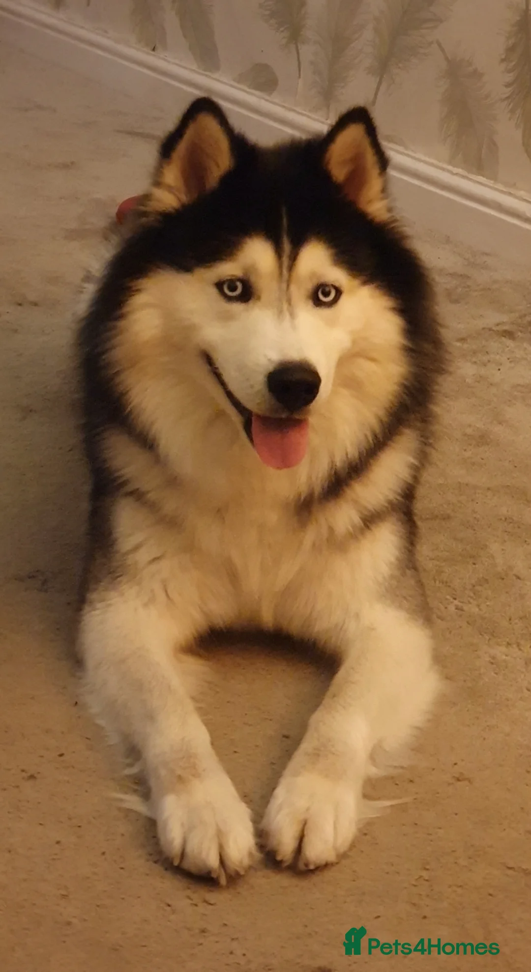 Siberian Husky dogs for sale: Husky puppies  - Advert 11