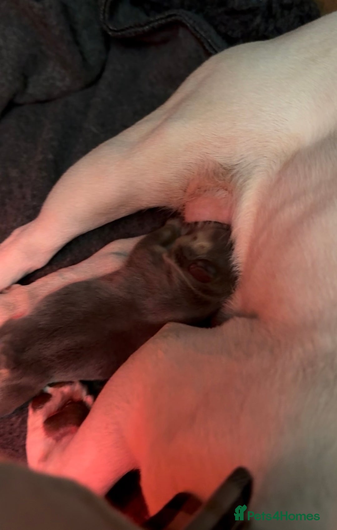 French Bulldog dogs for sale: Gorgeous Lilac & Tan carry testable & fluffy male - Image 5