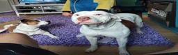Staffordshire Bull Terrier dogs for sale: Adorable puppy for Staffordshire Bull Terrier - Advert 4
