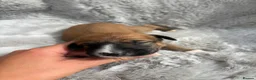 Lurcher dogs for sale: Lurcher puppies  - Advert 8
