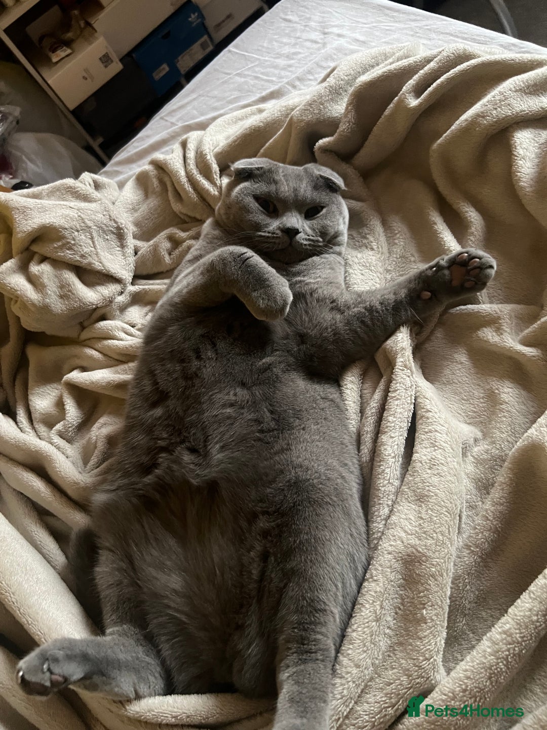 Scottish Fold cats for sale: Scotish fold - Image 4