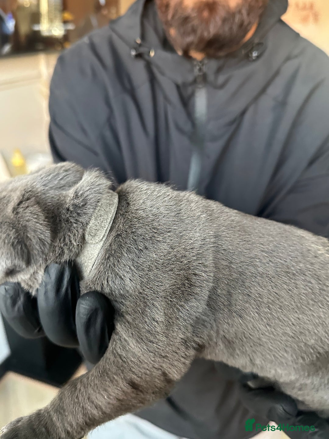 Cane Corso dogs for sale: Lupo D’Italia Kennels - Advert 17