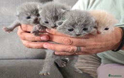 British Shorthair cats for sale: Beautiful British blue short haired kittens  - Image 7