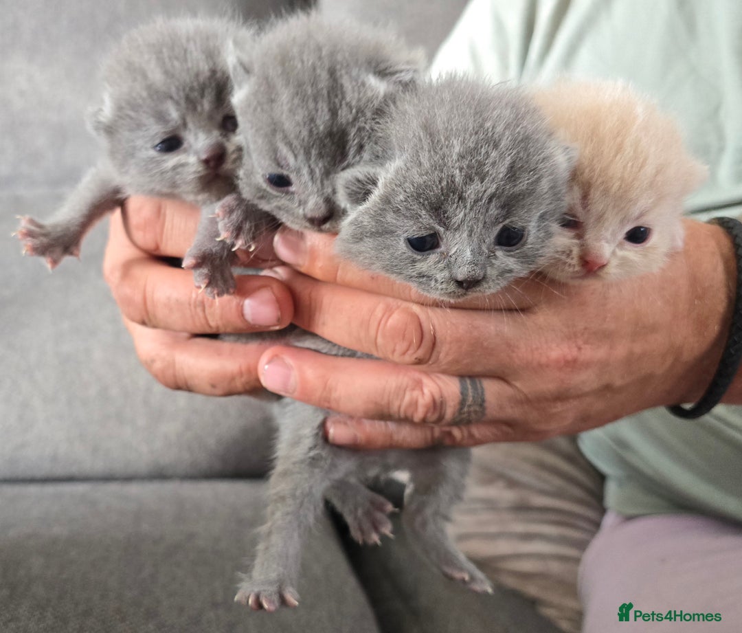 British Shorthair cats for sale: Beautiful British blue short haired kittens  - Image 7