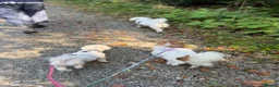 Mixed Breed dogs for adoption: 🤍MICKEY🤍 - A Fluffy Little Boy for a Family🐾 - Advert 5