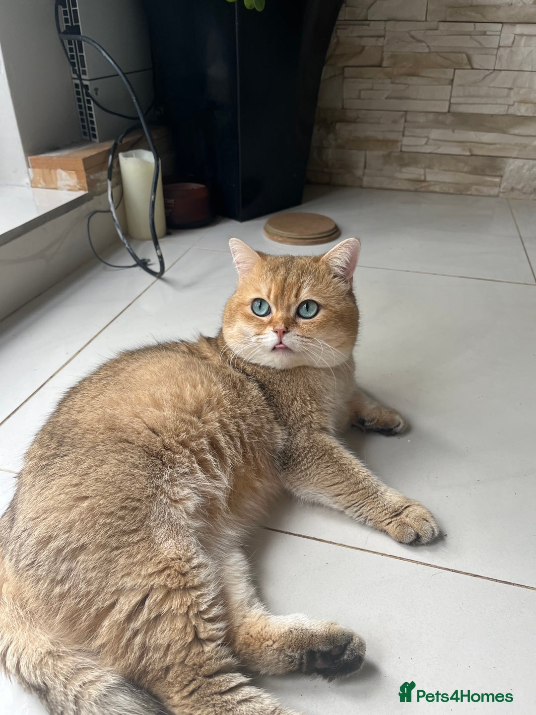 British Shorthair cats for stud: PLEASE READ! Golden BSH with Championship lines in London - Advert 4