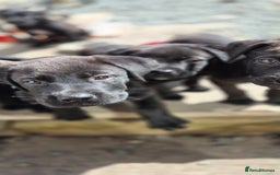 Mixed Breed dogs for sale: Mastiff x Rottweiler  - Image 24
