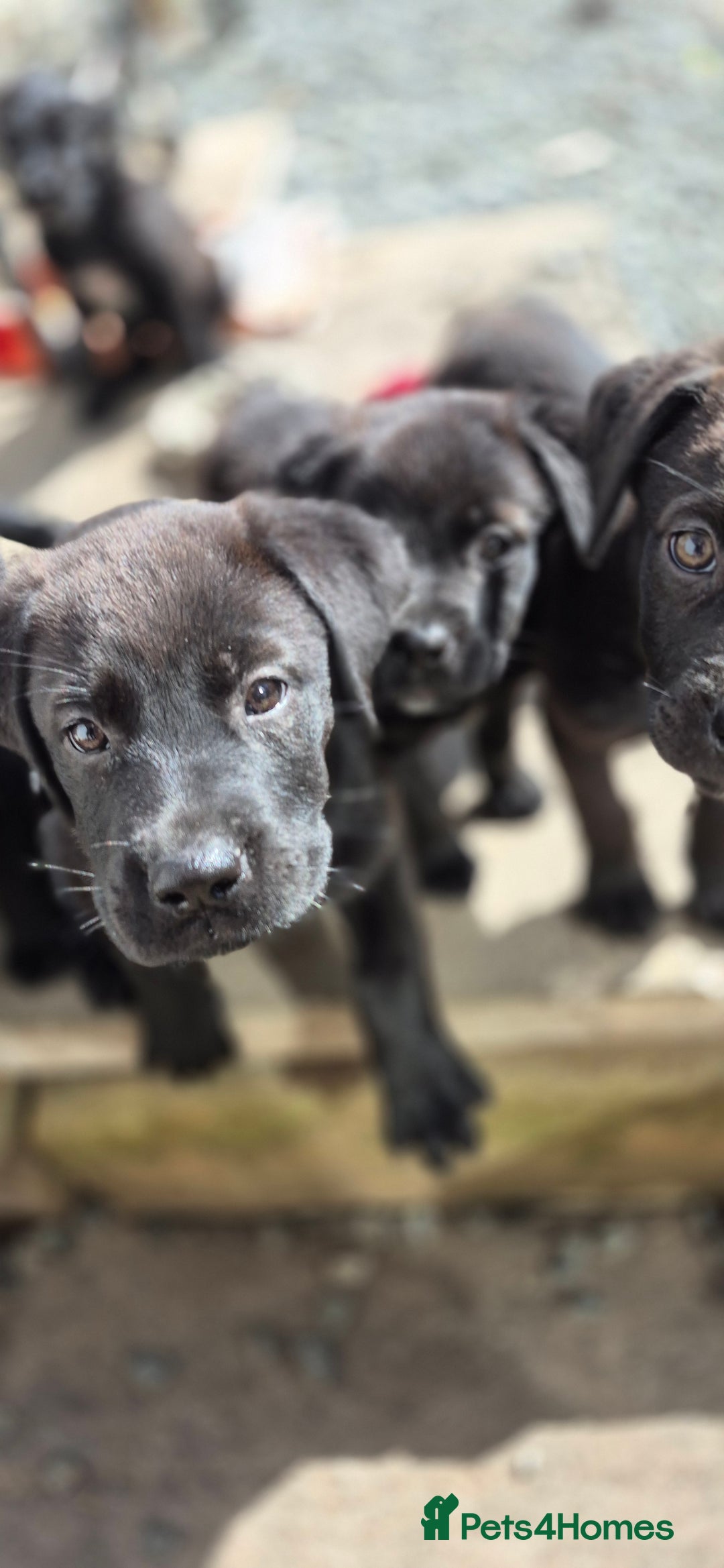 Mixed Breed dogs for sale: Mastiff x Rottweiler  - Image 24