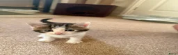 Mixed Breed cats for sale: Beautiful Female Kittens – Ready to Leave 19/06 in Holt - Advert 10