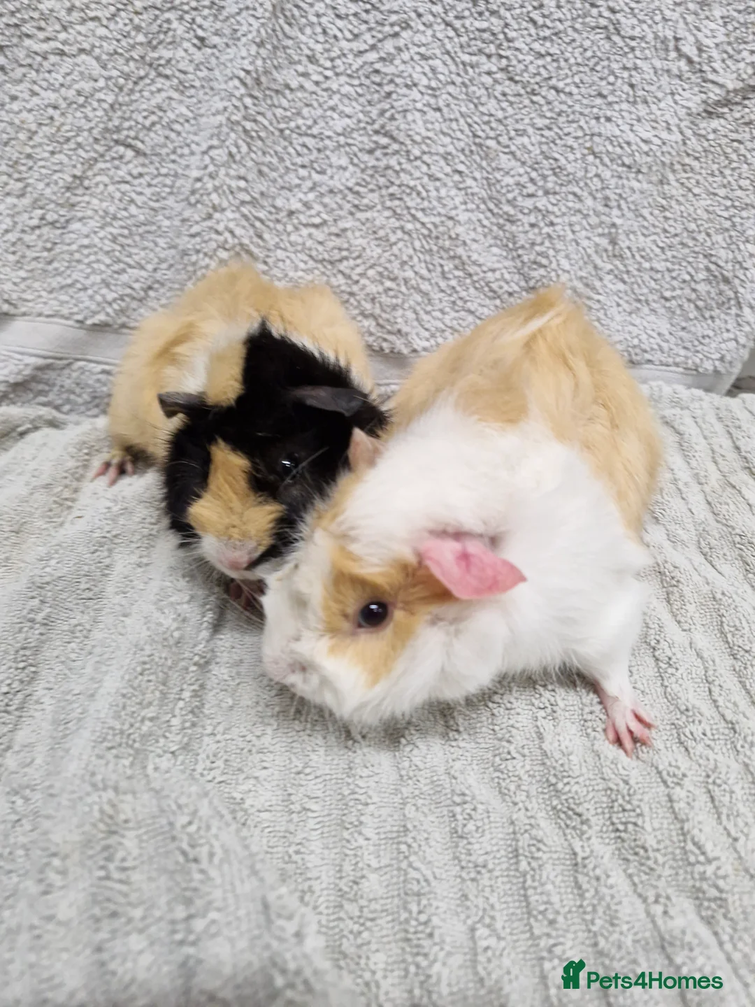Guinea Pig rodents for sale: Male baby guinea pigs - Ready to leave   - Advert 2
