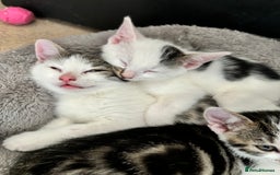 Domestic Shorthair cats for sale: 3 beautiful kittens left  - Image 8