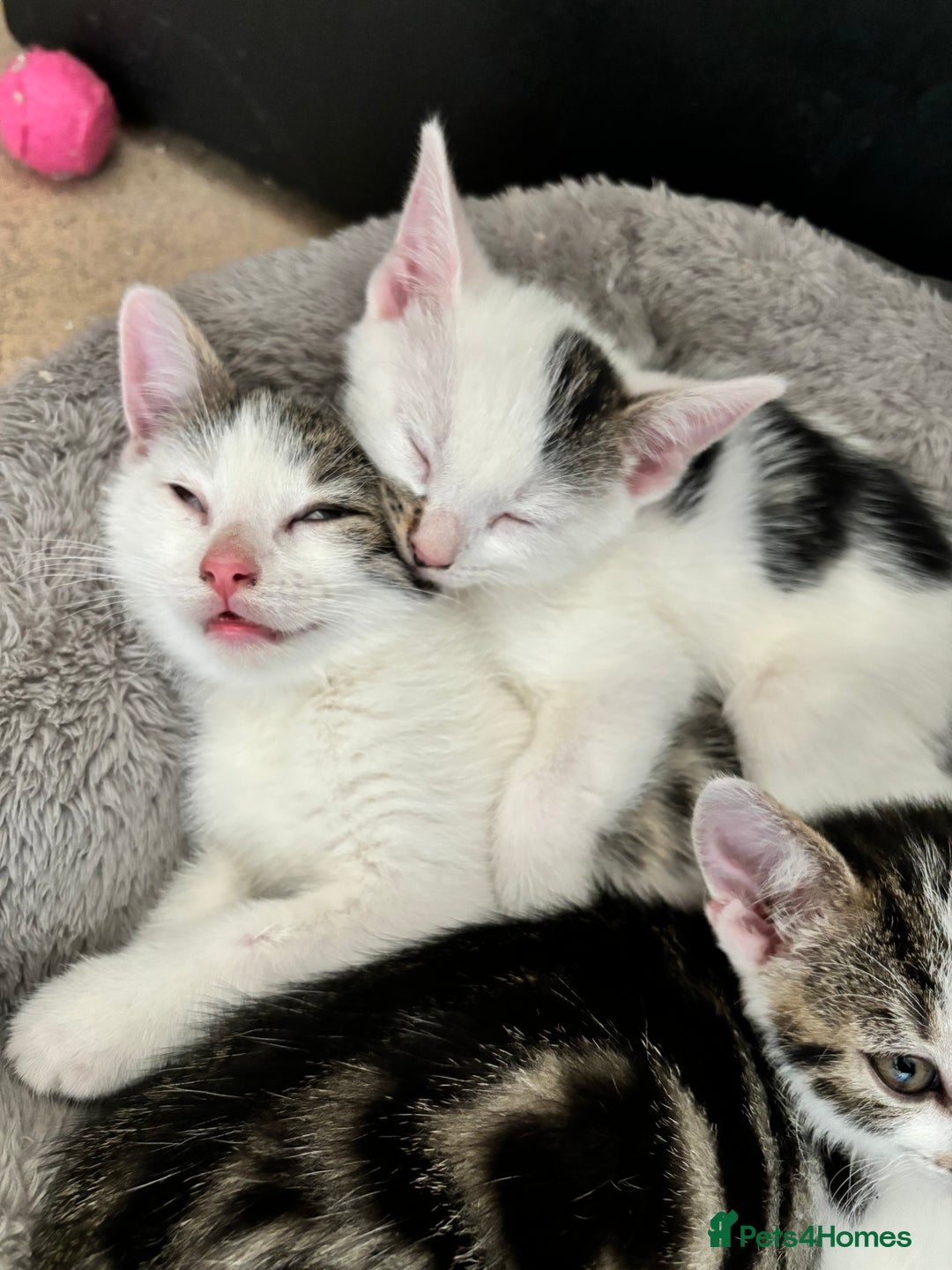 Domestic Shorthair cats for sale: 3 beautiful kittens left  - Image 8
