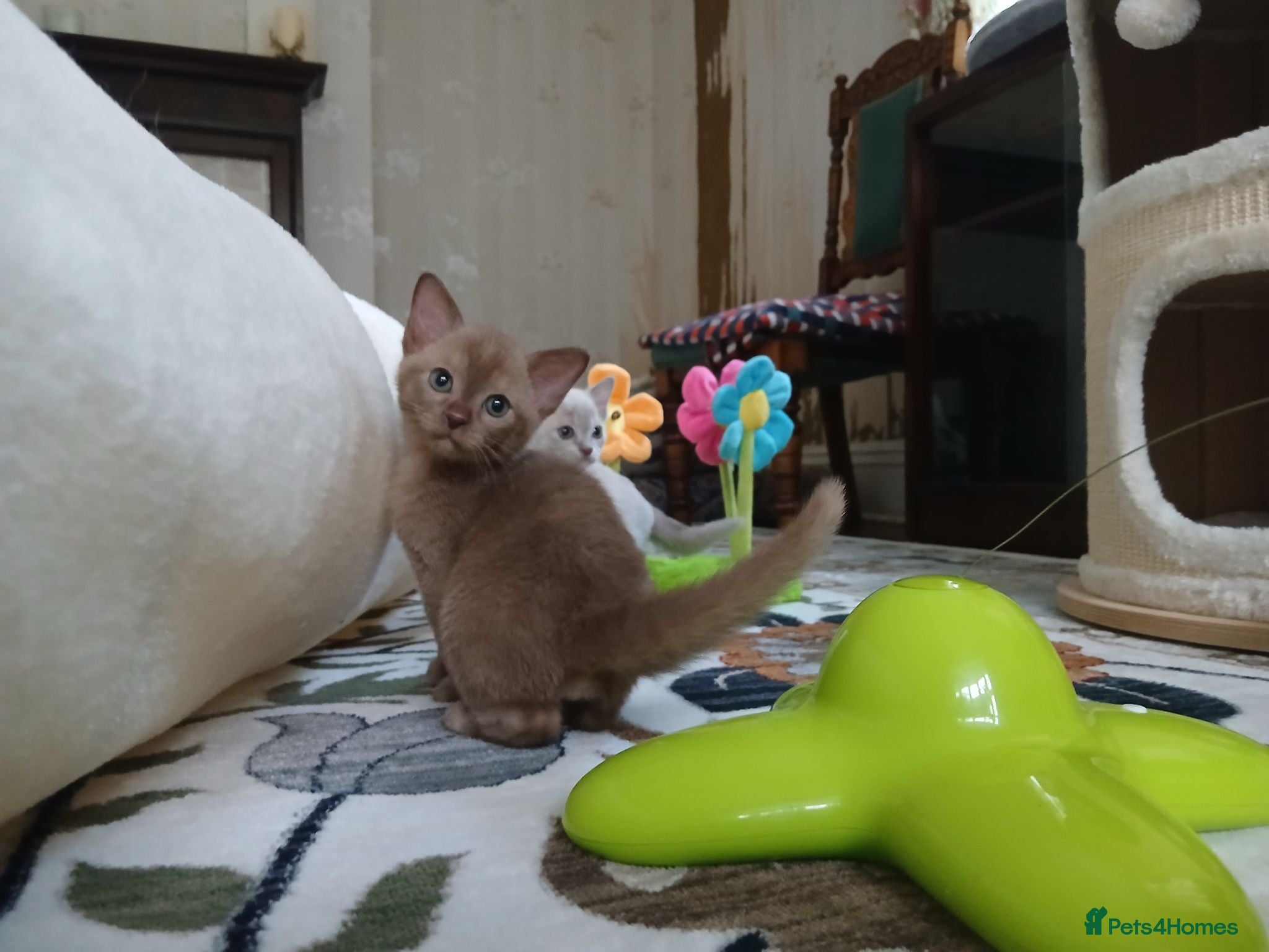 Burmese cats Chocolate Burmese Boy.  GCCF Reg.  - Advert 11