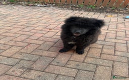Chow Chow dogs for sale:  🐾 LAST TWO Ready to go STUNNING GIRL chow chows* - Image 15