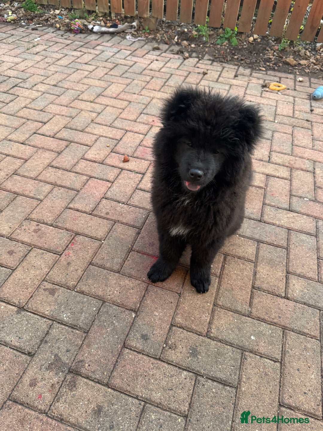 Chow Chow dogs for sale:  🐾 LAST TWO Ready to go STUNNING GIRL chow chows* - Image 15