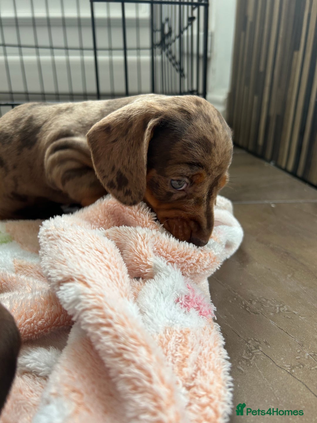 Dachshund dogs for sale: Dachshund medium/small dappled chocolate - Image 12