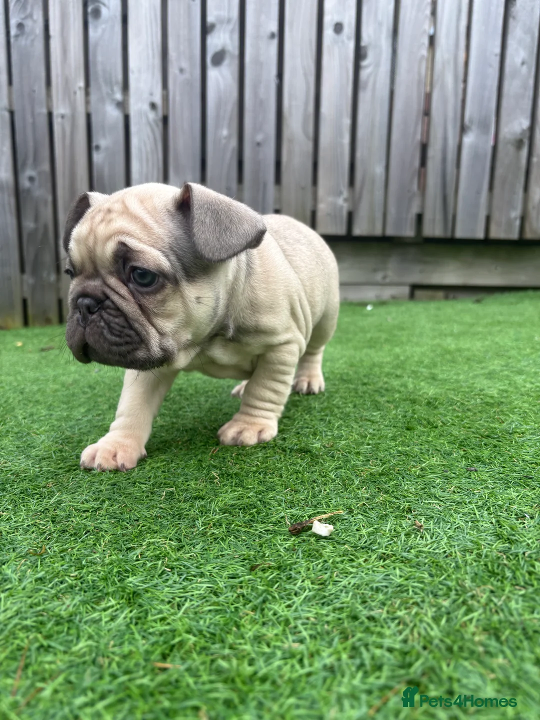 French Bulldog dogs for sale: French Bulldog Puppies - Fawn/Cream - Advert 13