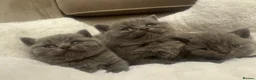 British Shorthair cats for sale: Champion GCCF Blue British shorthair kittens  - Advert 3